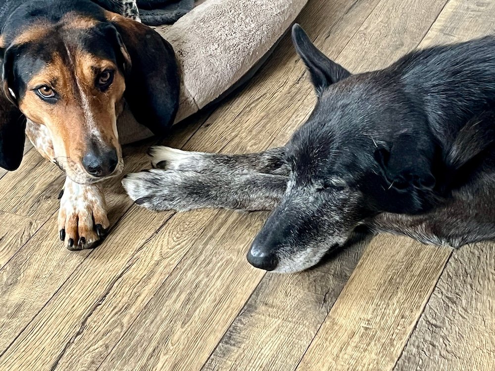 Richard and Petra napping copy.jpeg