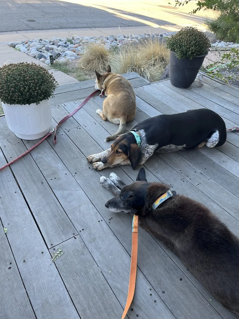 Puppy, puppy, puppy front porch.JPG