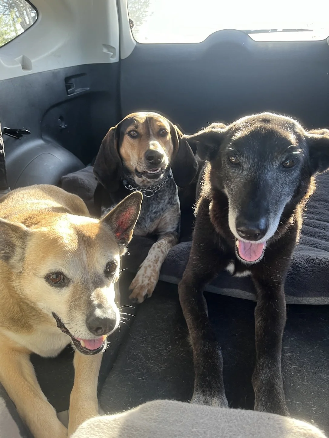 Puppy, puppy, puppy in the car.jpg