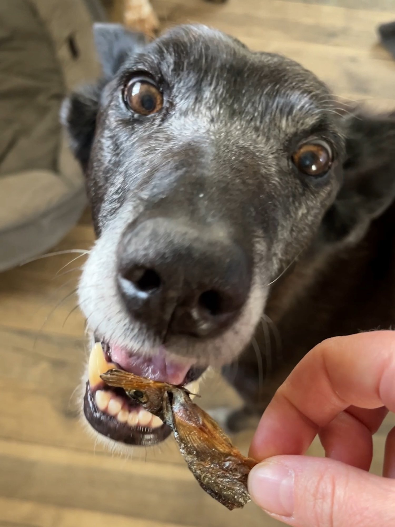 Richard chomping a fishie.jpg