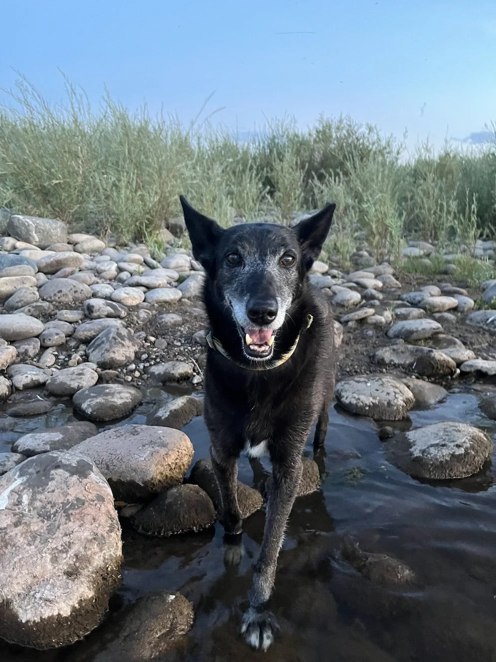 Richard smiling with tootsies in the river.jpg