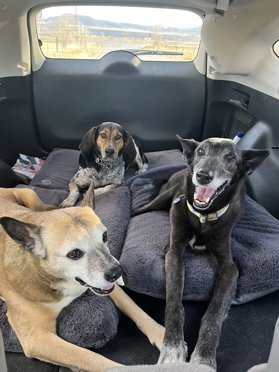 Smiley puppies in the back seat.jpg