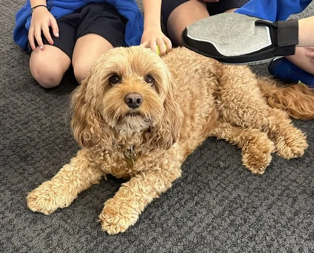 Therapy dog for animal assisted counselling