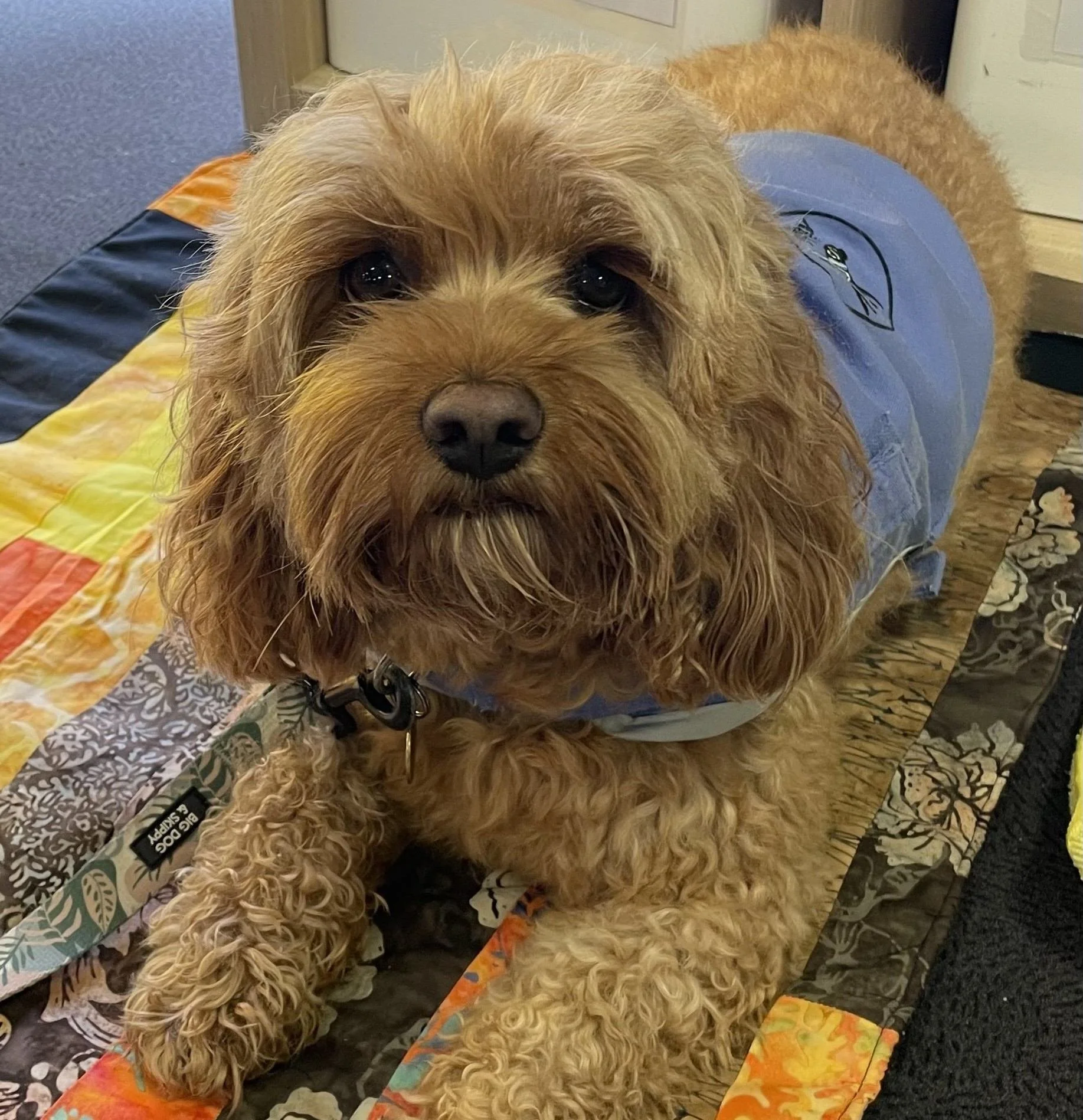 Therapy dog for animal assisted counselling