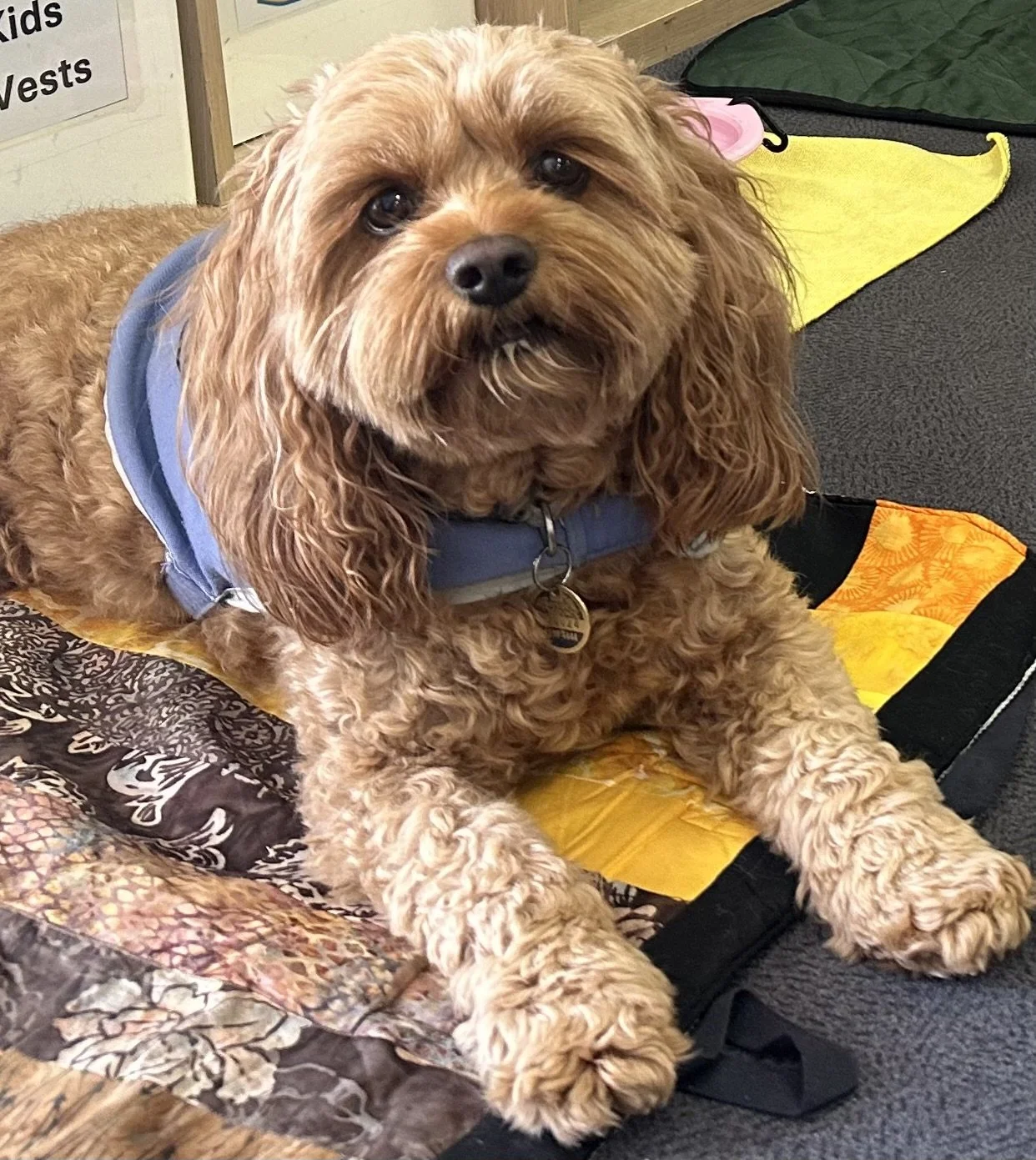 Dog for animal-assisted counselling