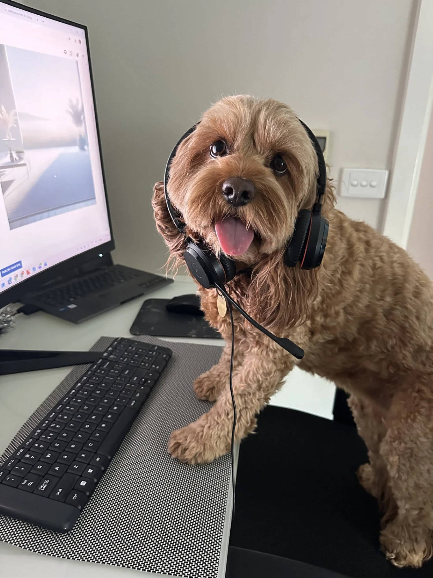 Cavoodle animal assistance canine wearing a headset.