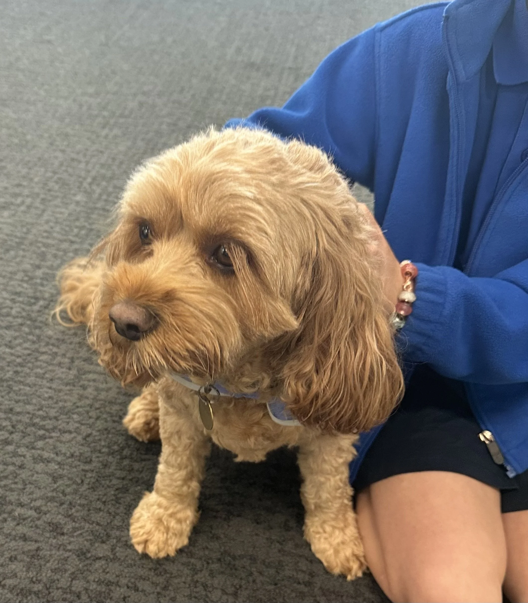 Counselling session with a therapy dog