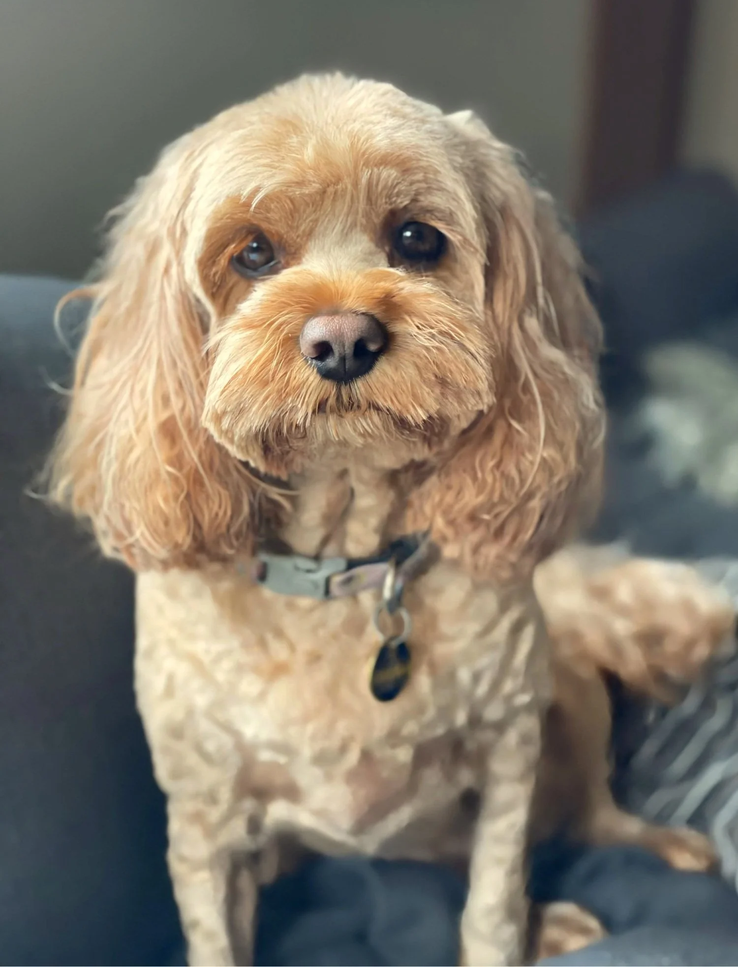 Winnie cavoodle certified therapy dog