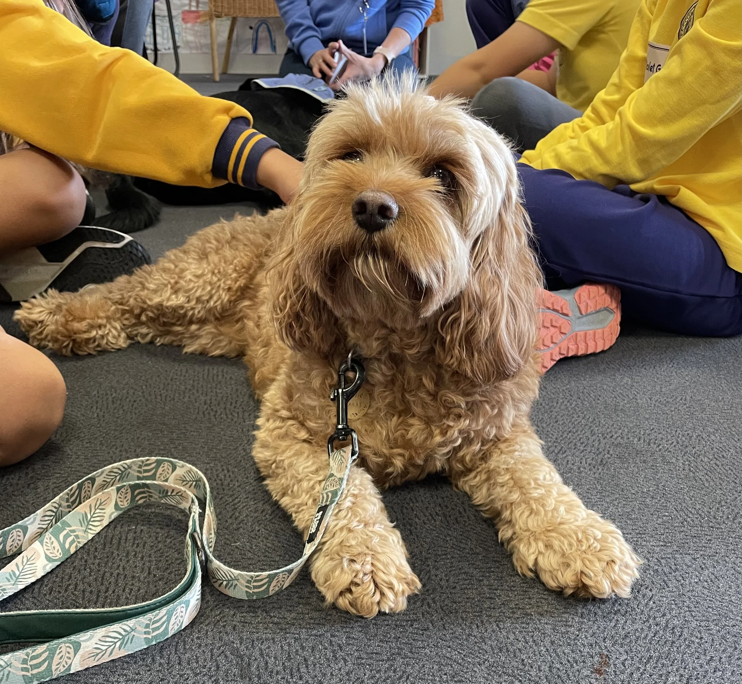 Therapy dog in wellbeing session for schools, workplaces and community groups
