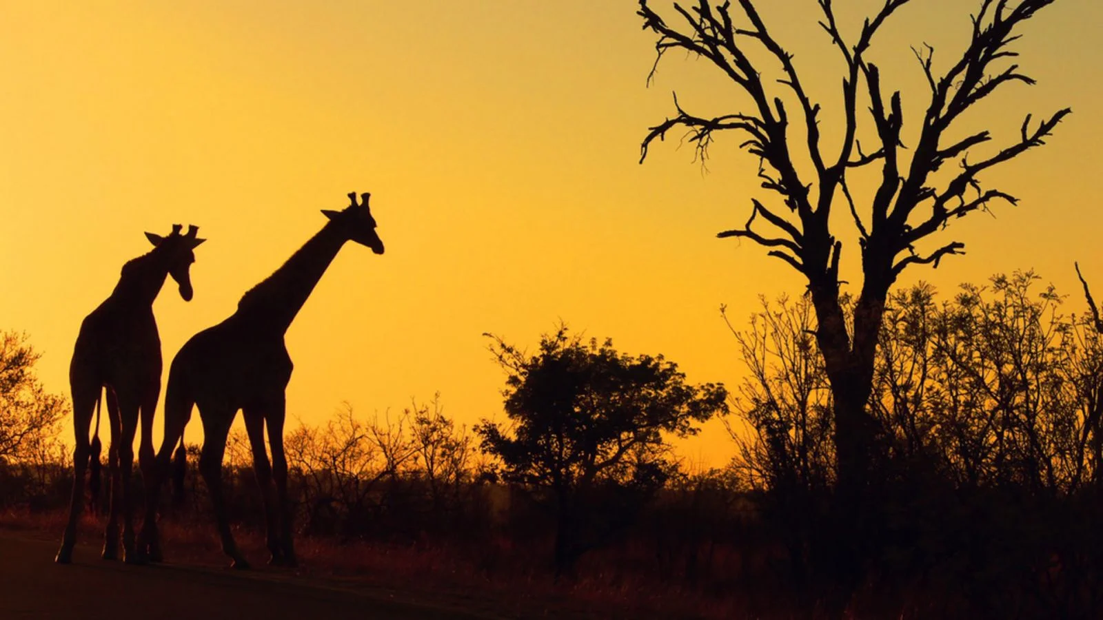 Spend the last 2 weeks of September 2020 in the african bushveld.