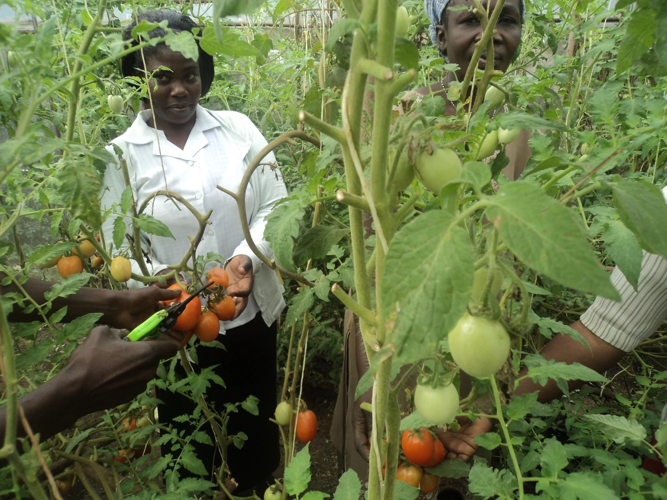 Agribusiness through greenhouse technology pruning session supervised by BCL interns