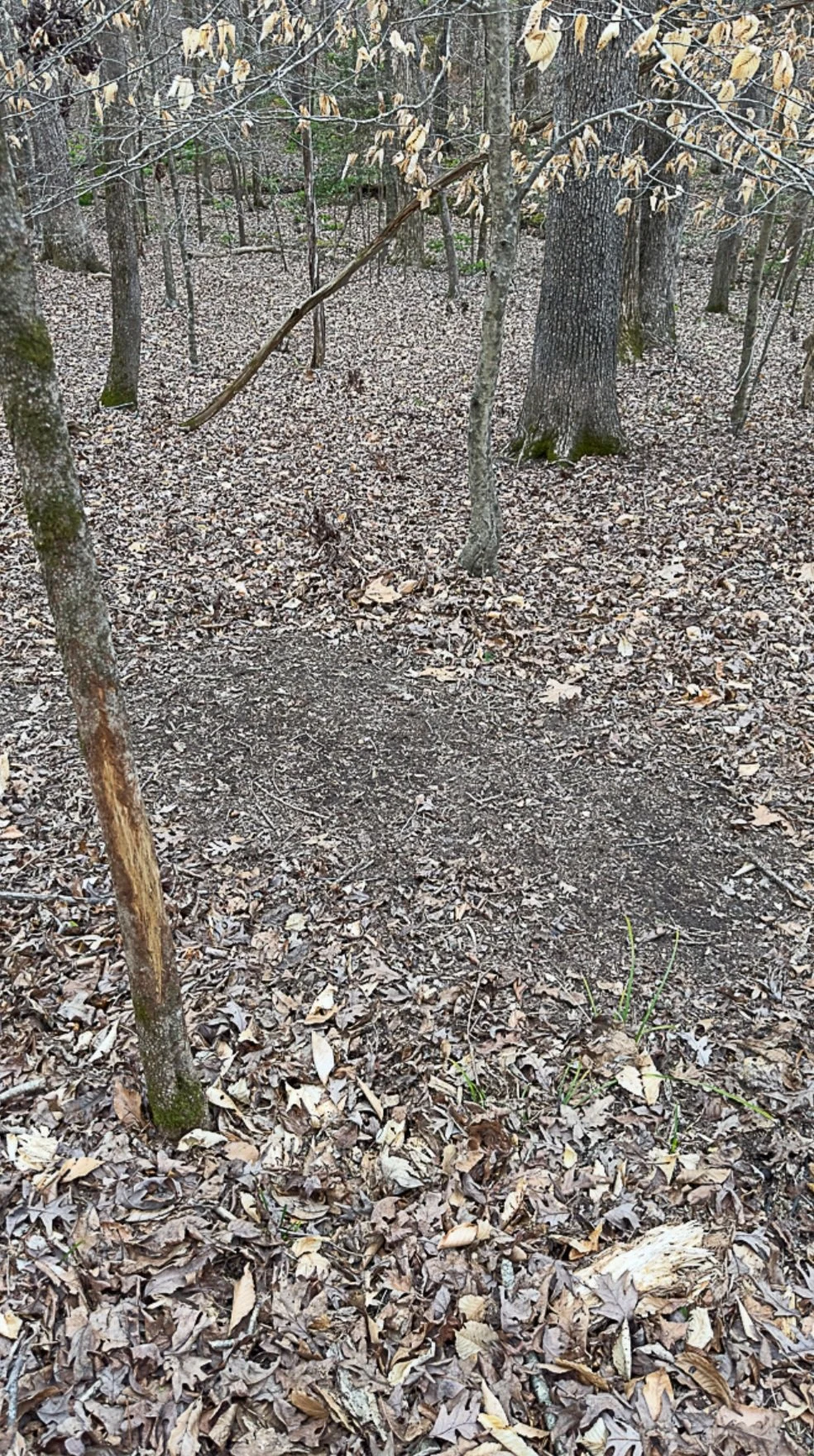 Scrapes vs Rubs — What They Actually Tell You