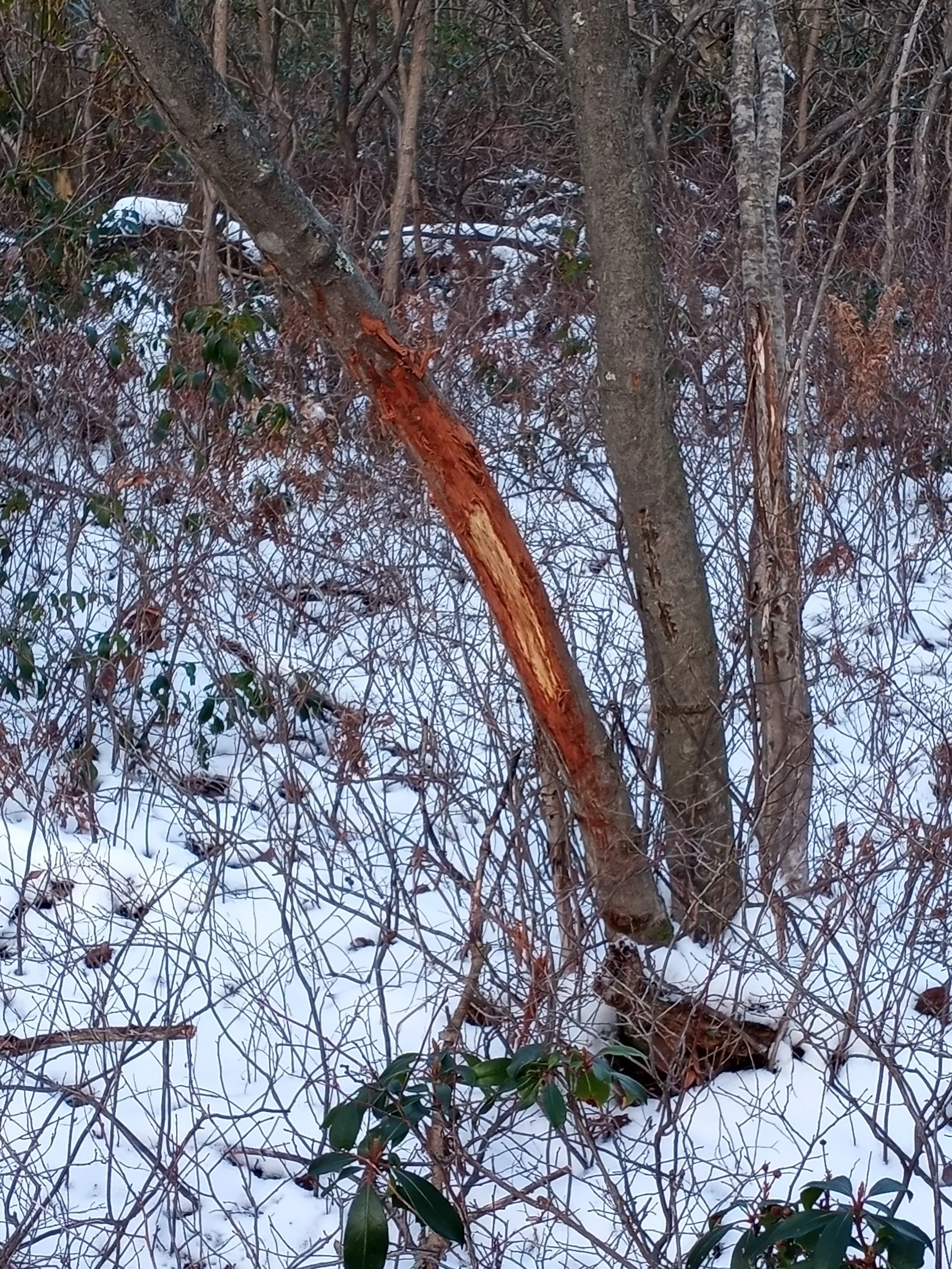 Reading Buck Rubs the Hard Way 