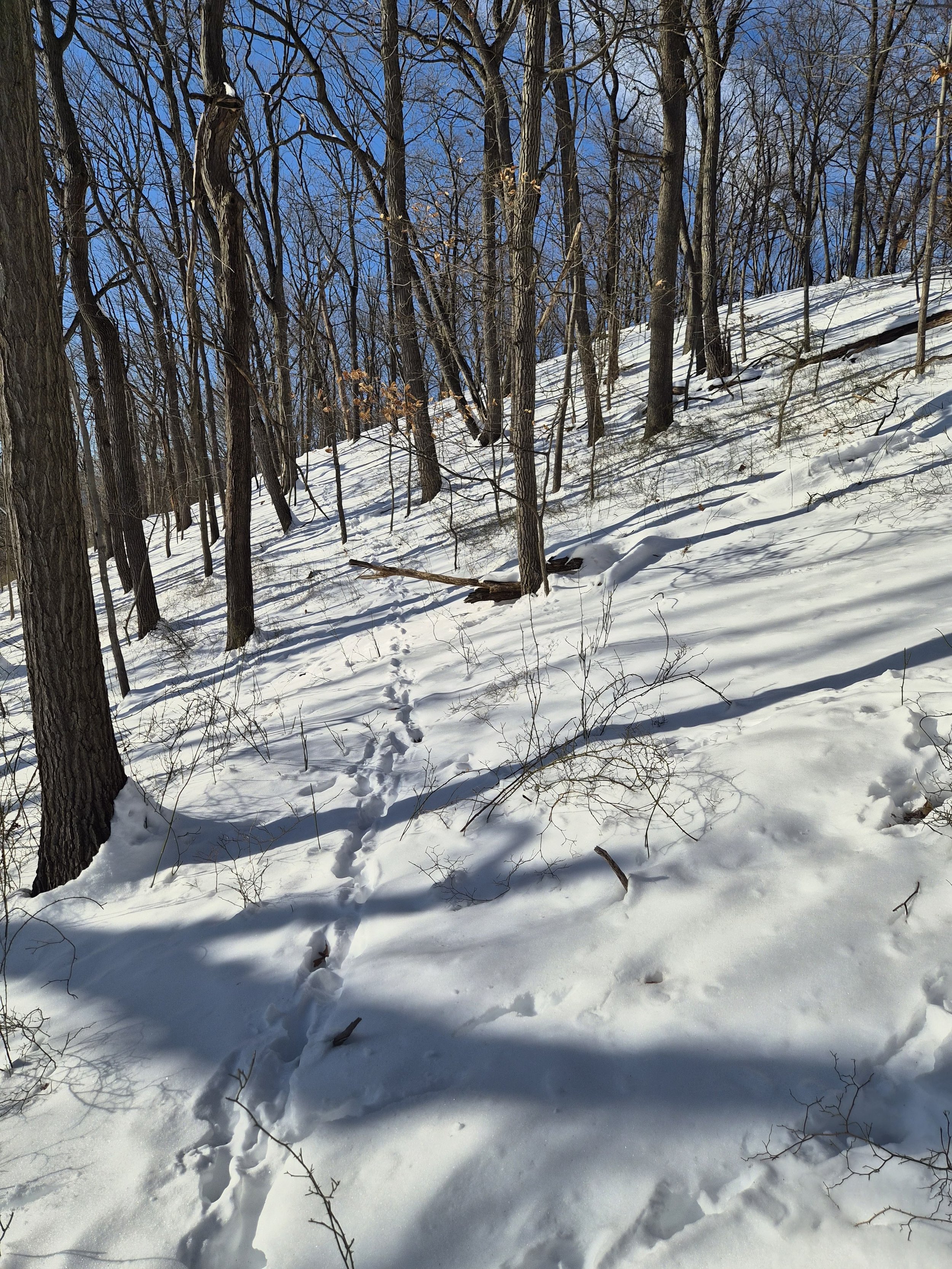 Read The Rub Series -#7: Neighborhood Early Season Bucks 