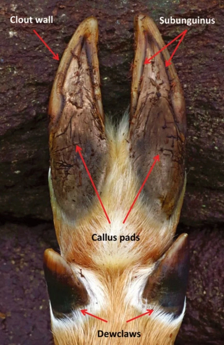 Anatomy of aWhitetail 2: All Terrain Hooves
