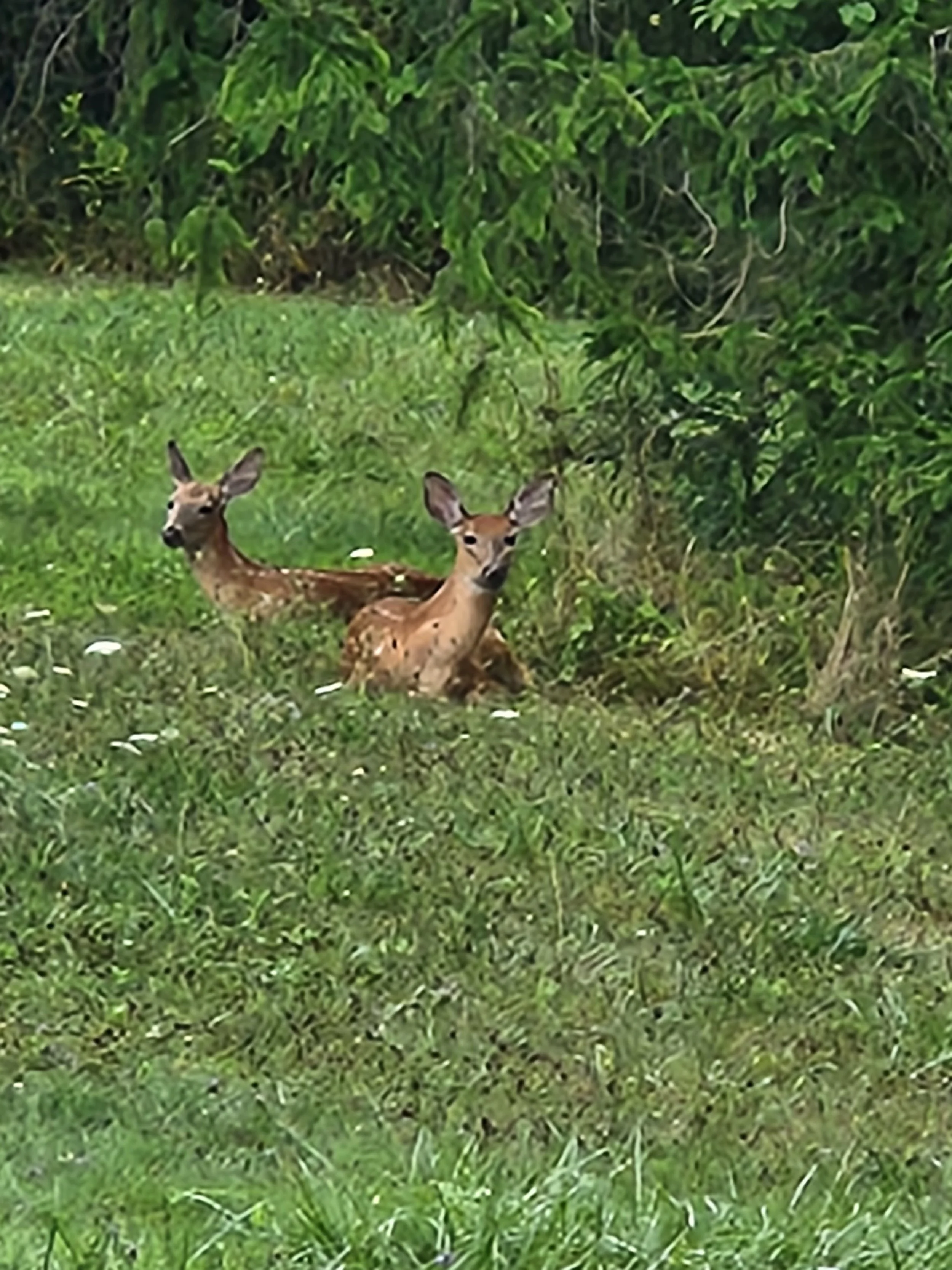 Anatomy of a Whitetail 7: The Four-Legged Foodies