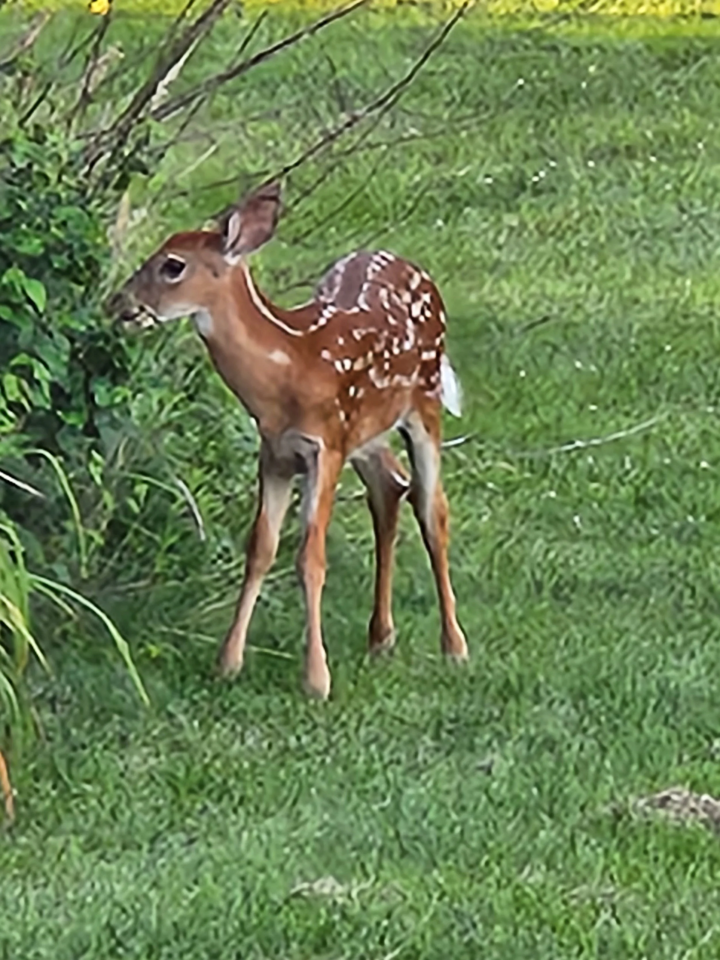 Anatomy of a Whitetail 8: Love In The Keystone State
