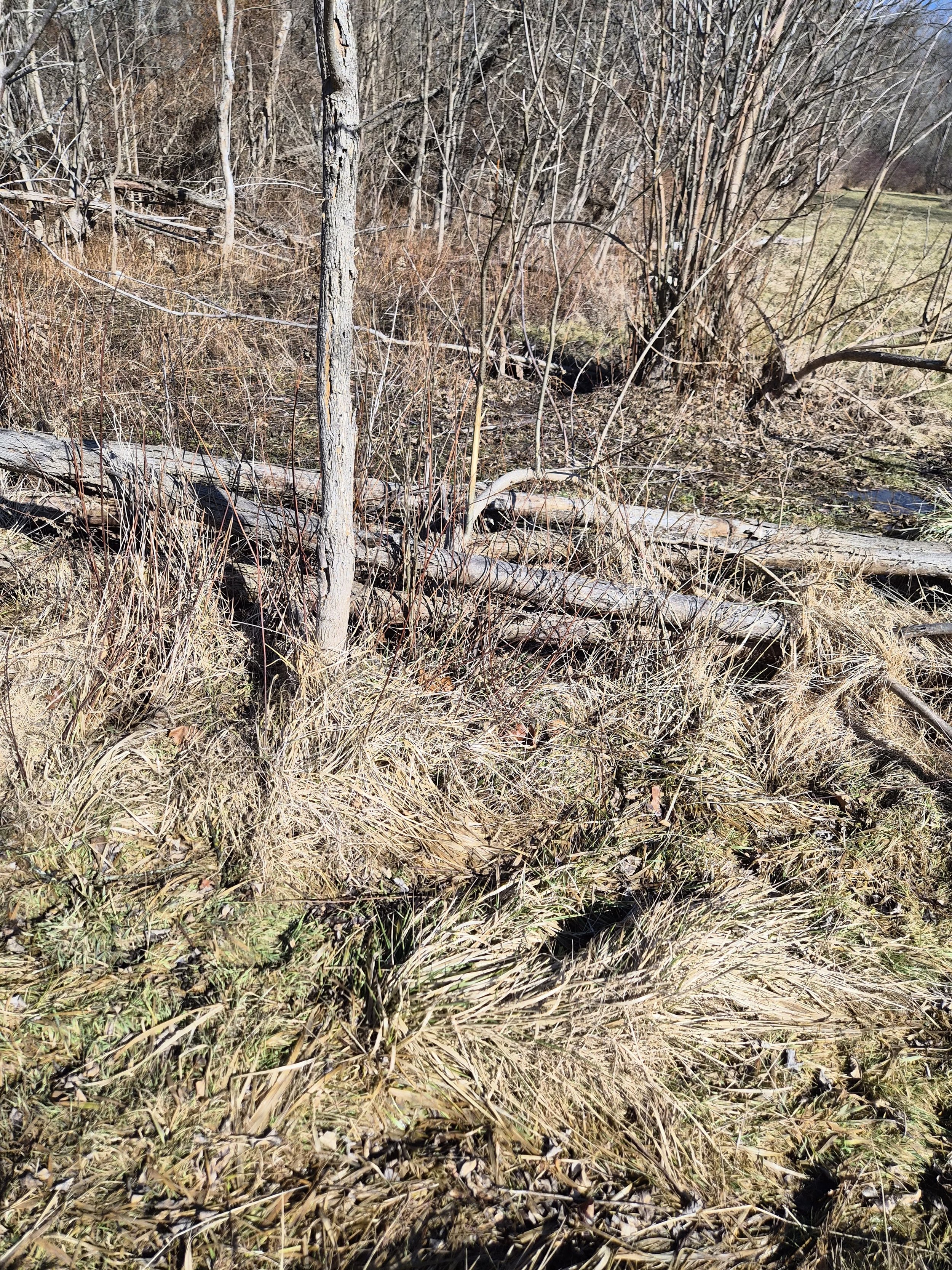 Read The Rub Series #8: Neighborhood Swamp Buck 