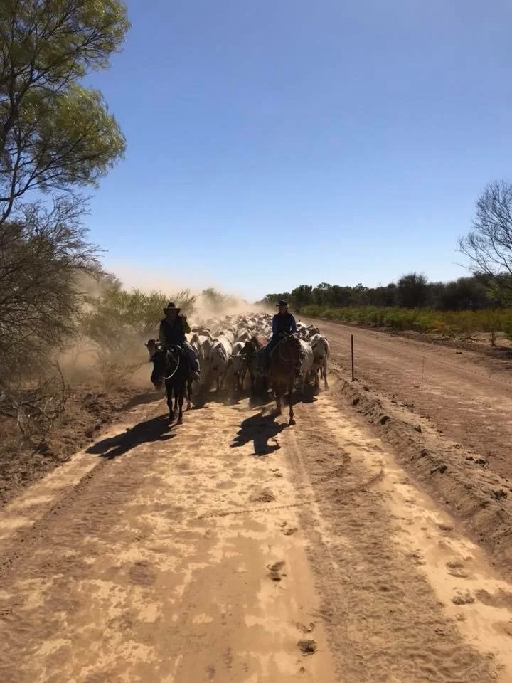 Two people riding horses on a dusty dirt road with a herd of cattle, trees on the sides, and a clear blue sky.