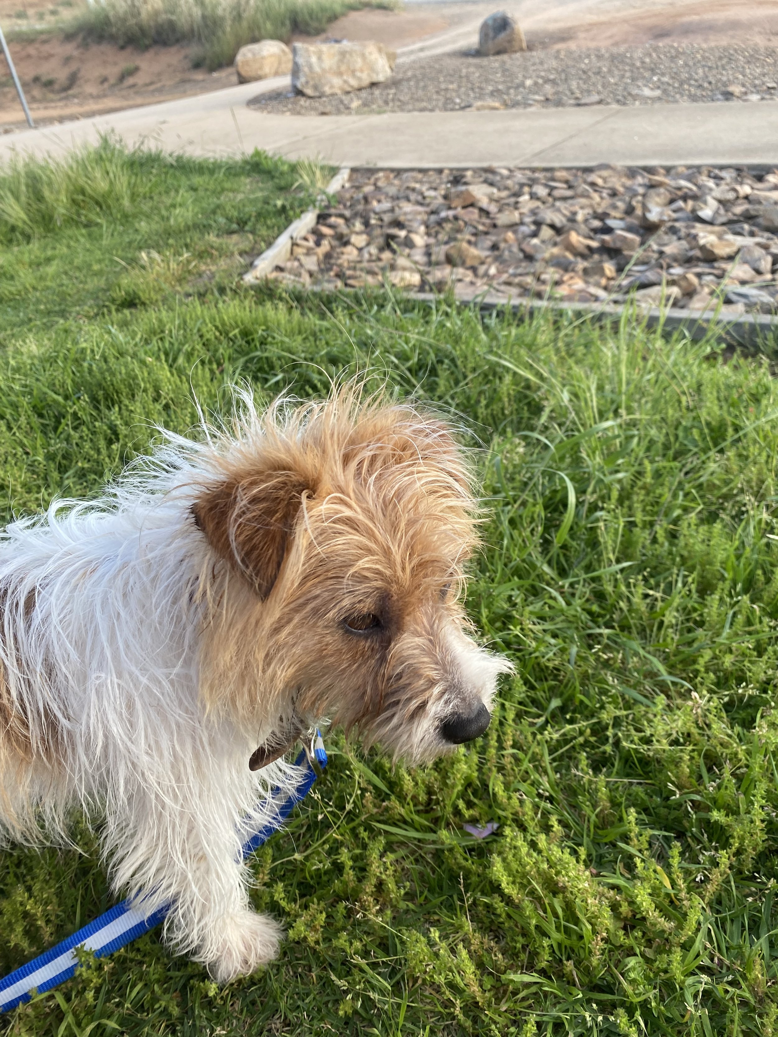 A small dog with wet curly fur standing on green grass, looking to the side, with a rocky landscape and sidewalk in the background.