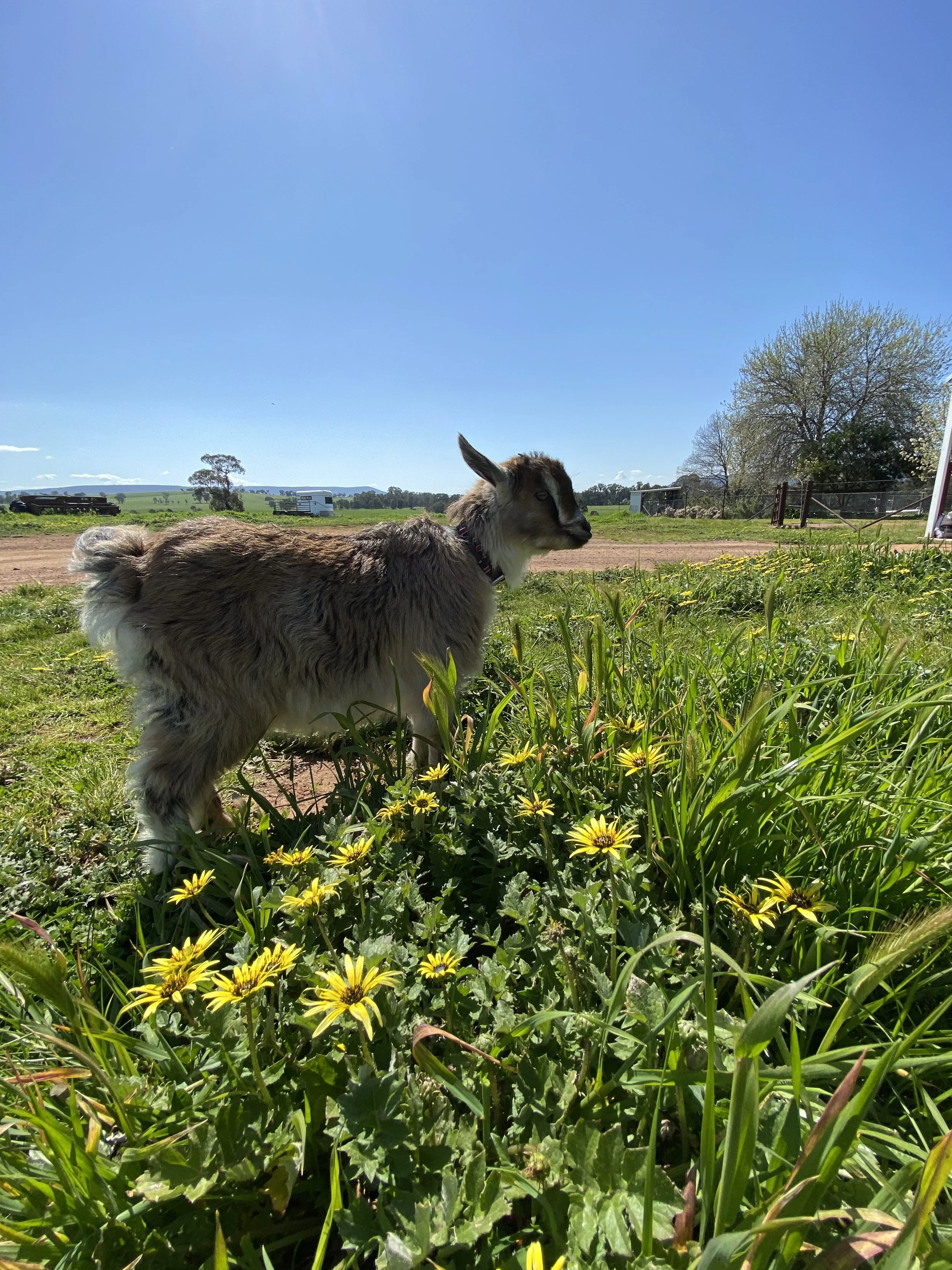 Goat standing in a grassy field with yellow flowers under a clear blue sky.
