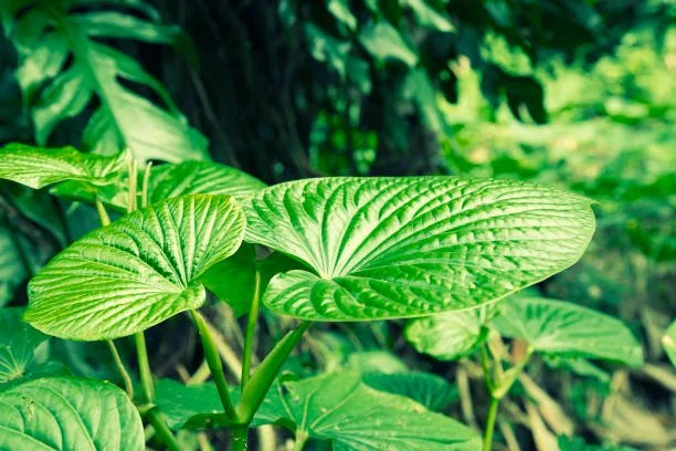 Close-up of large green tropical leaves in a dense jungle setting.