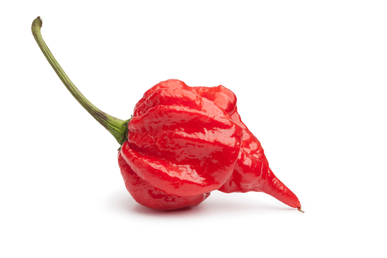A red habanero chili pepper with a green stem on a white background.