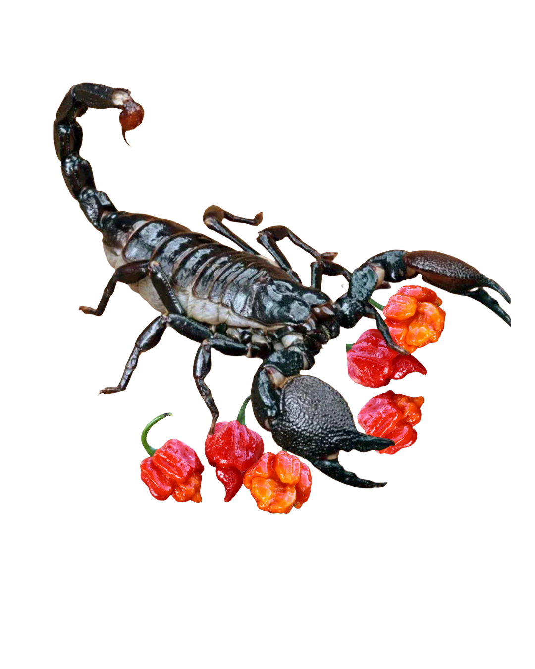 A black scorpion holding red and orange peppers in its claws, with additional peppers scattered around.