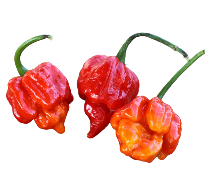 Scorpion-peppers-image