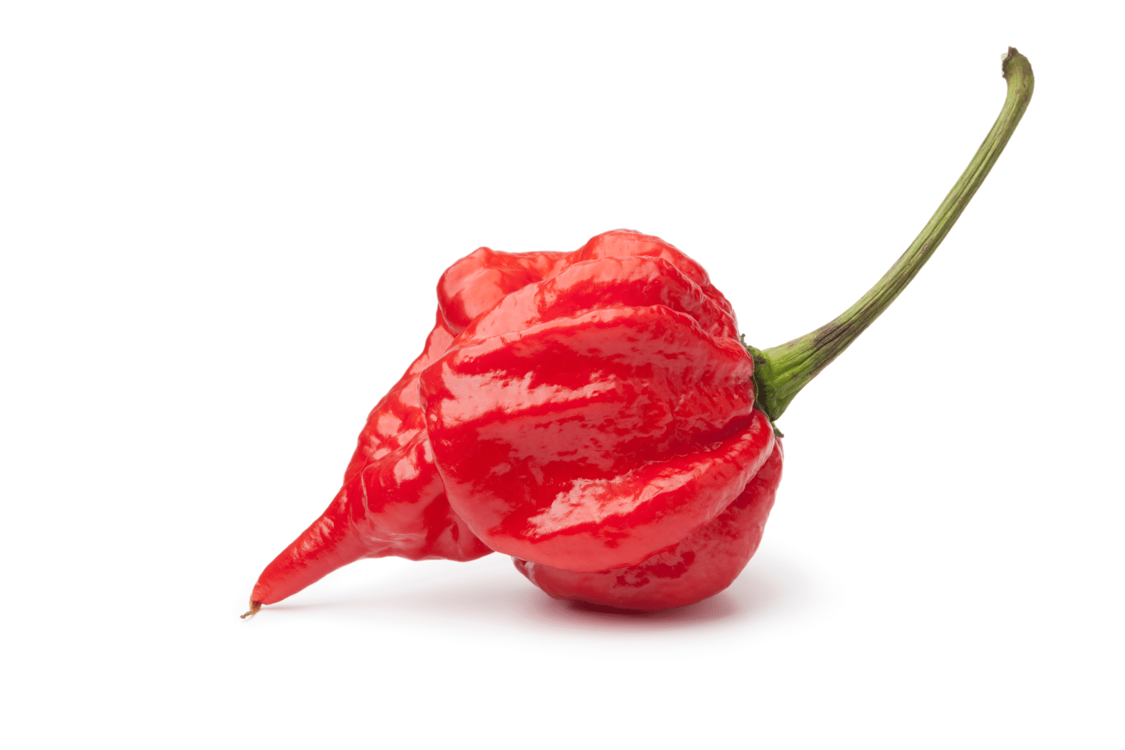 A bright red habanero chili pepper with a long green stem on a white background.
