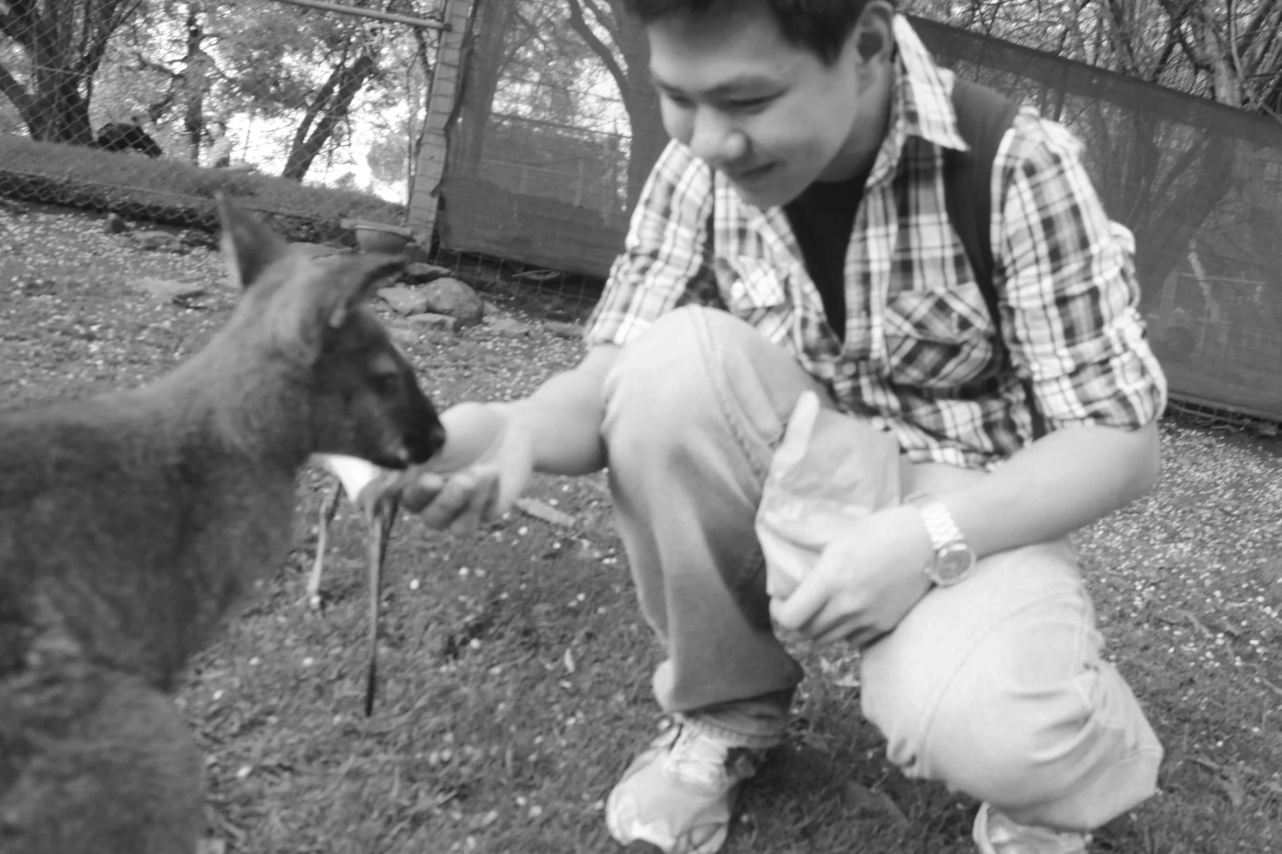 Joel Chan meeting the native animals in South Australia at a wildlife park, in his early days of being on unfamiliar land.