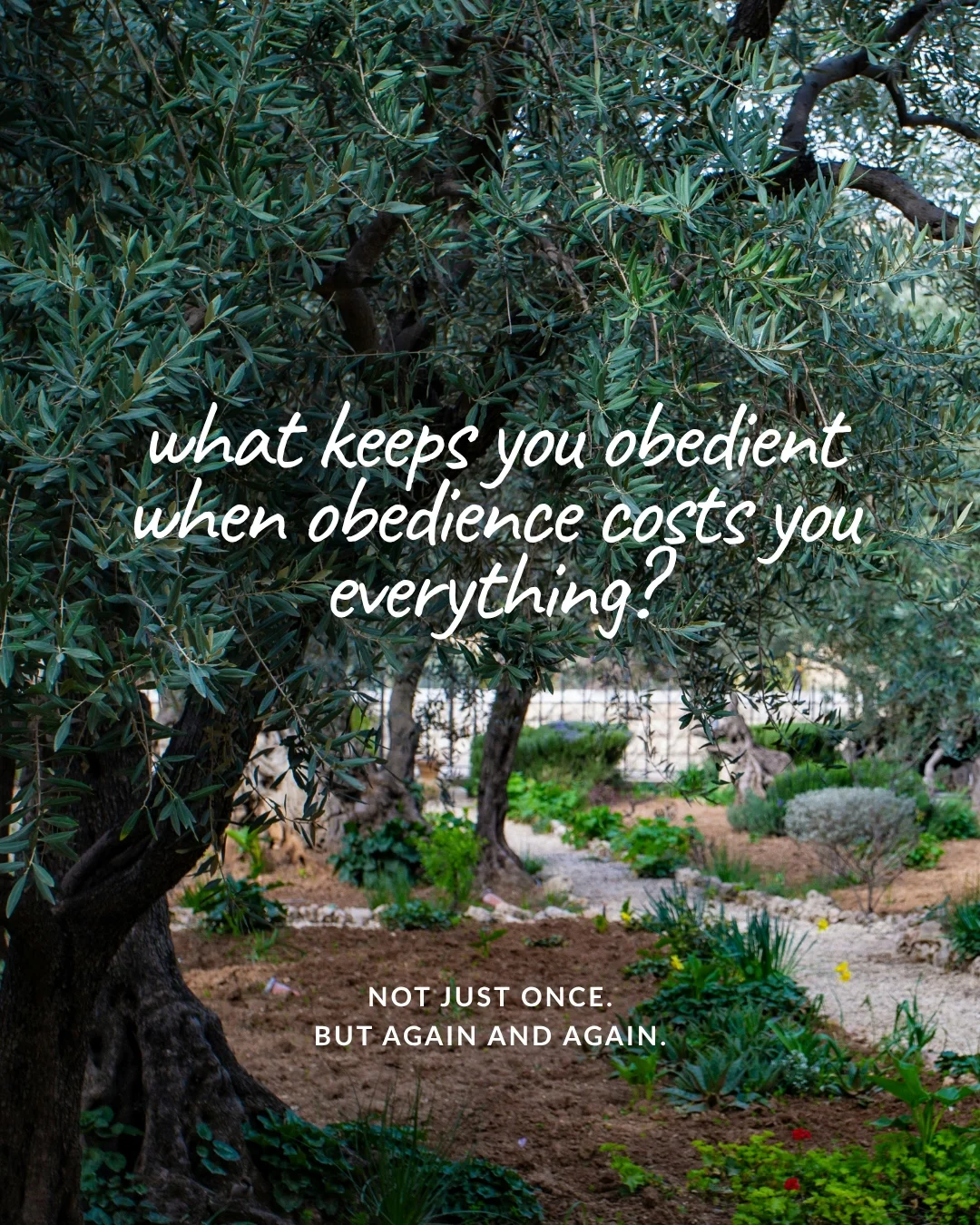 An old olive grove with a gravel path through the garden. Text: what keeps you obedient when obedience costs you everything? Not just once. But again and again.