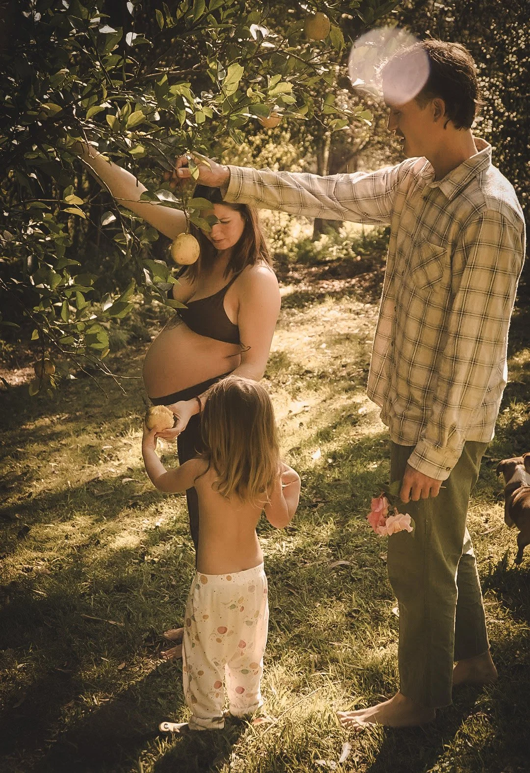A pregnant woman, a man, and a child are outdoors among trees. The woman is holding a fruit near her belly, the child is reaching for it, and the man is standing nearby holding a bunch of flowers.