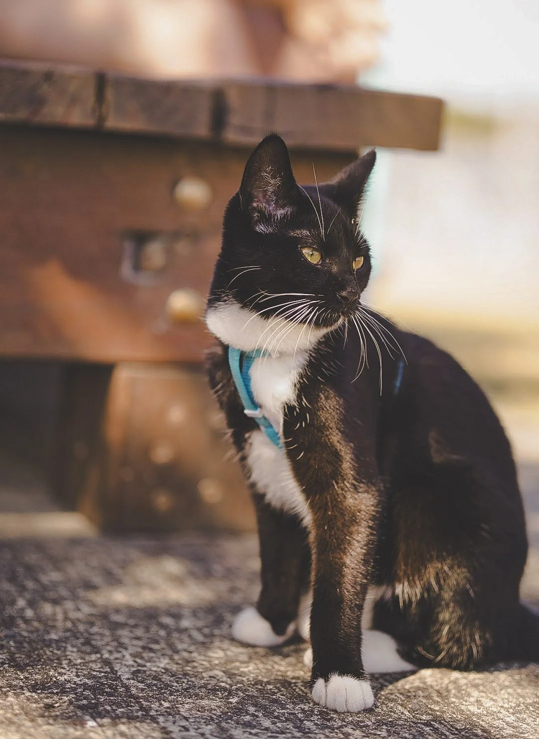 A black and white cat with yellow eyes wearing a blue harness, sitting on a textured outdoor surface, with a blurred wooden structure in the background.