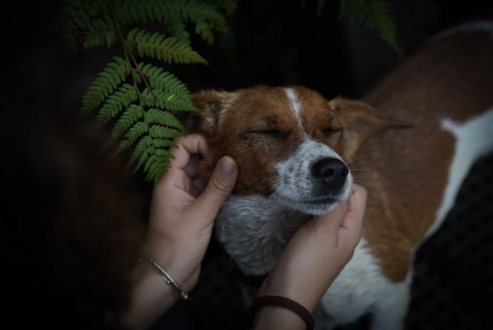 Person gently holding a dog with closed eyes under green fern leaves.