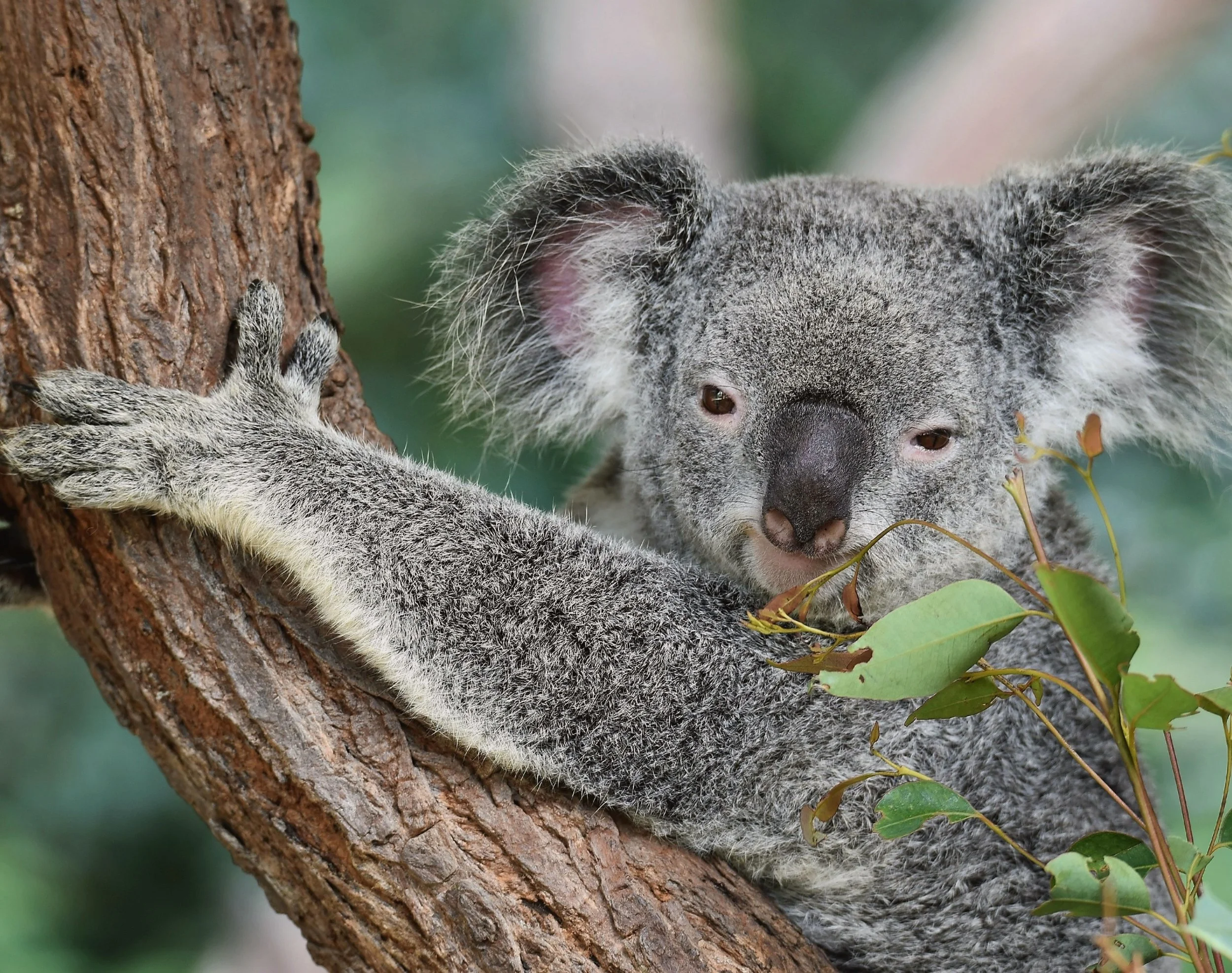 Young Adults Book Club - April