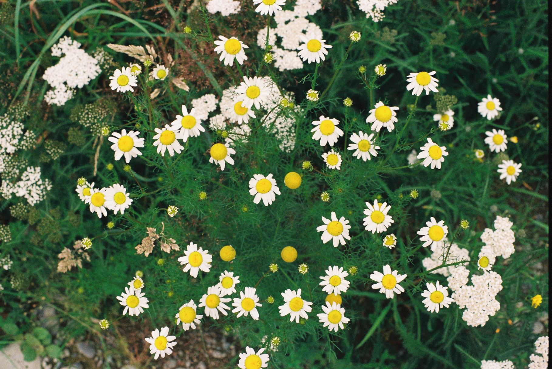 maro film-39.png