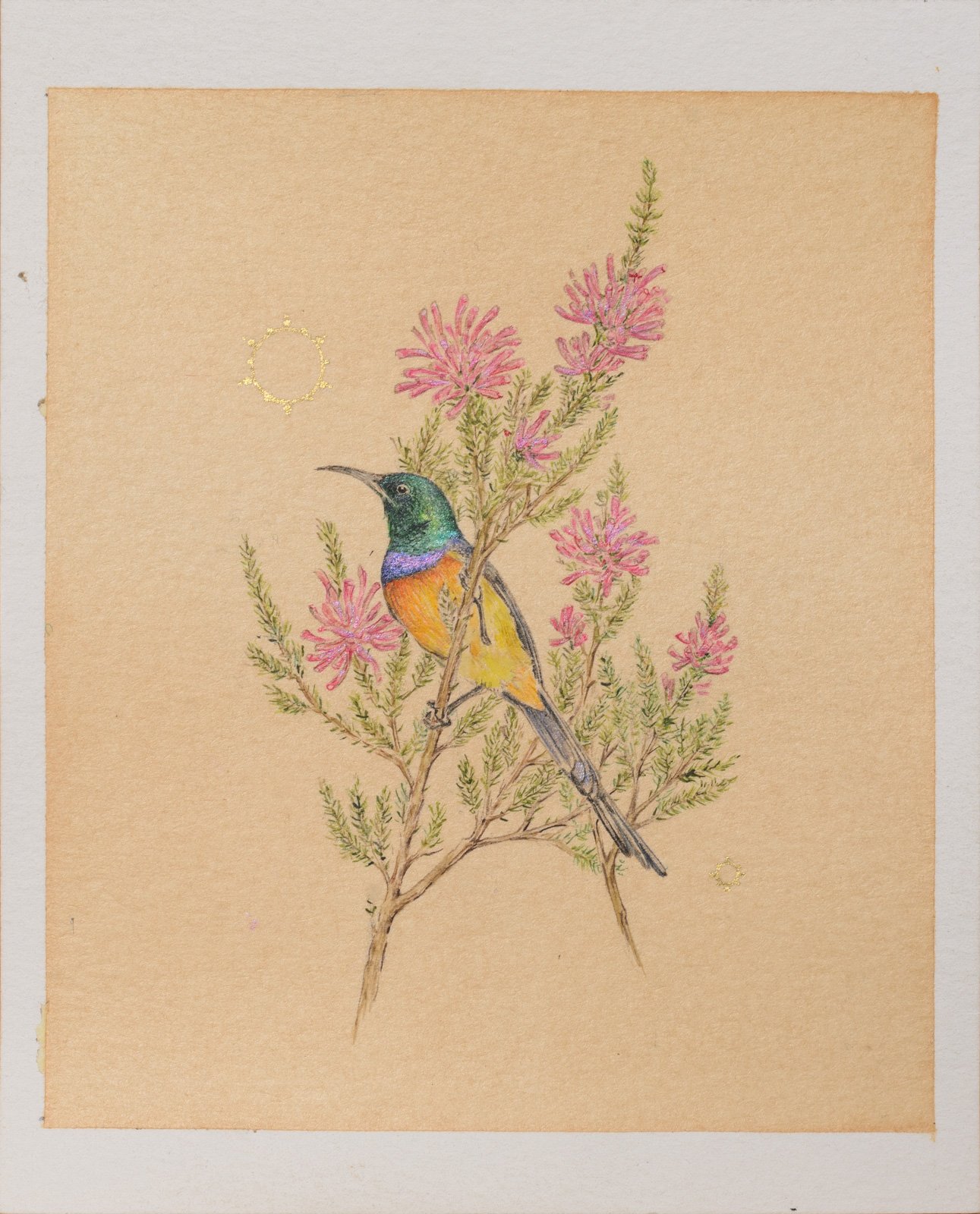 Orange breasted sunbird.JPG