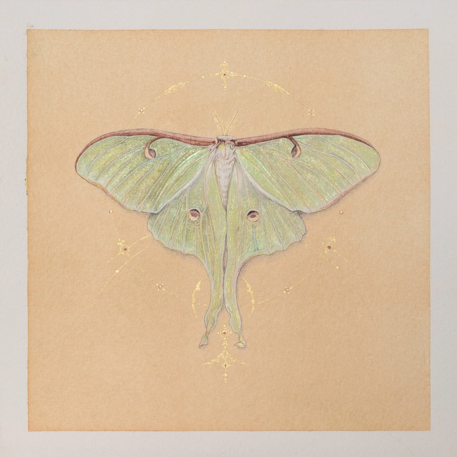 Luna+Moth.png