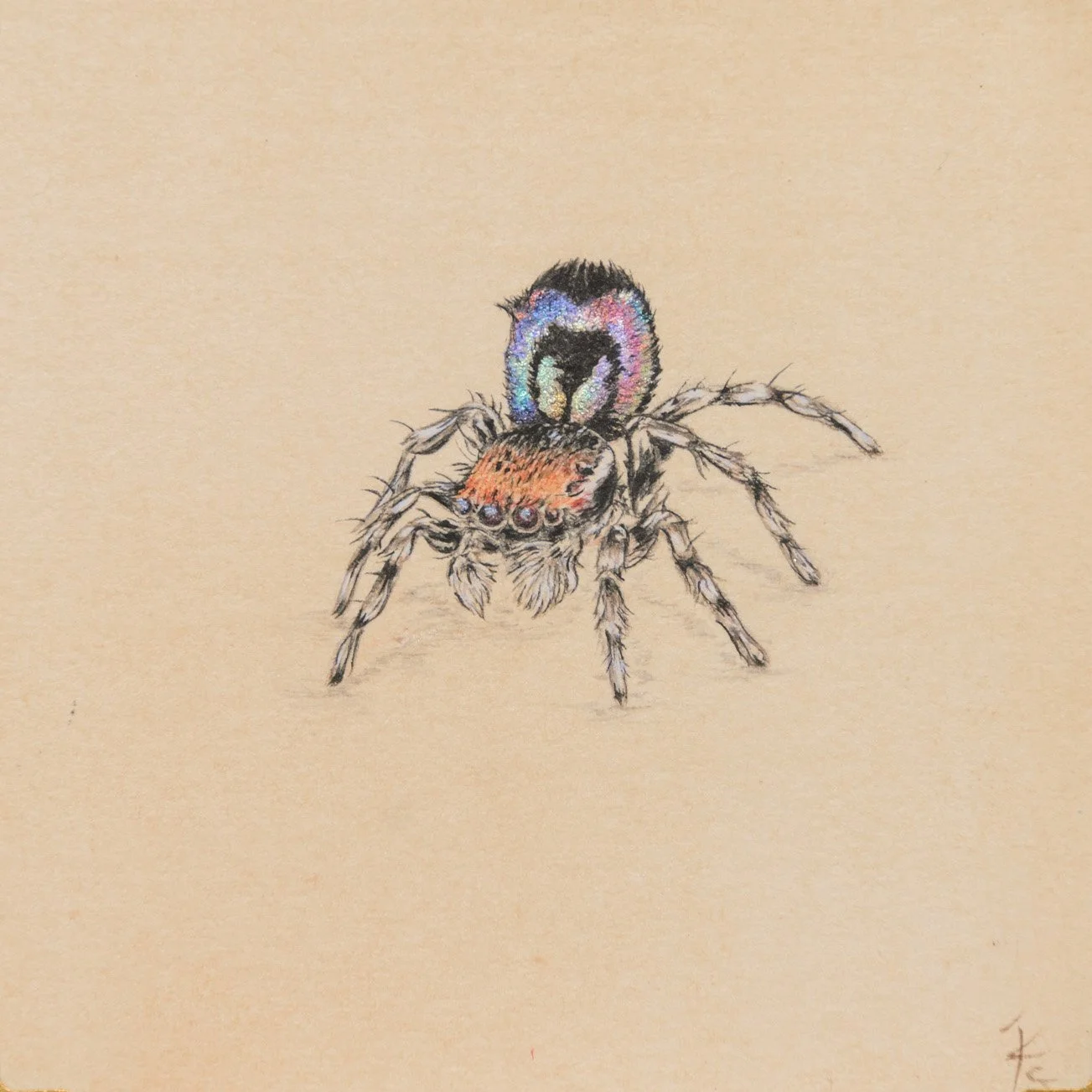 Peacock spider.jpg
