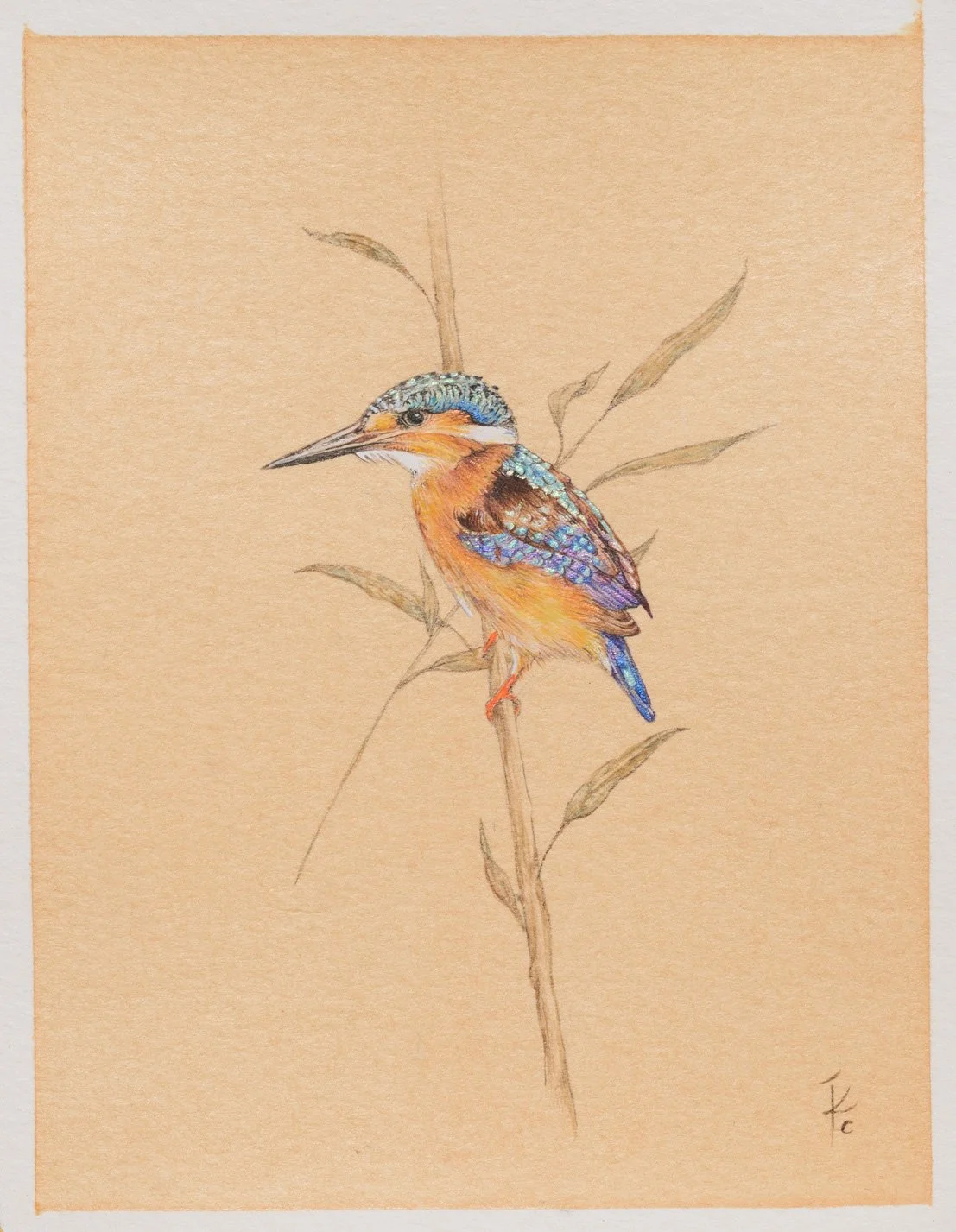Malachite kingfisher - available.jpg