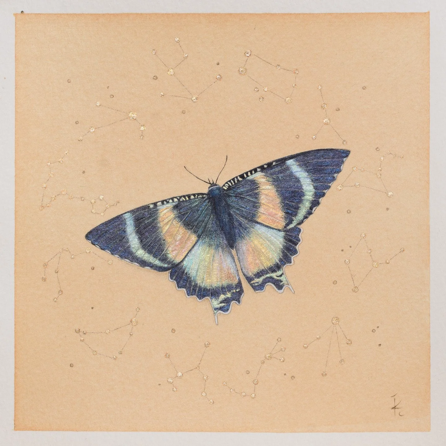 zodiac moth cropped.jpg