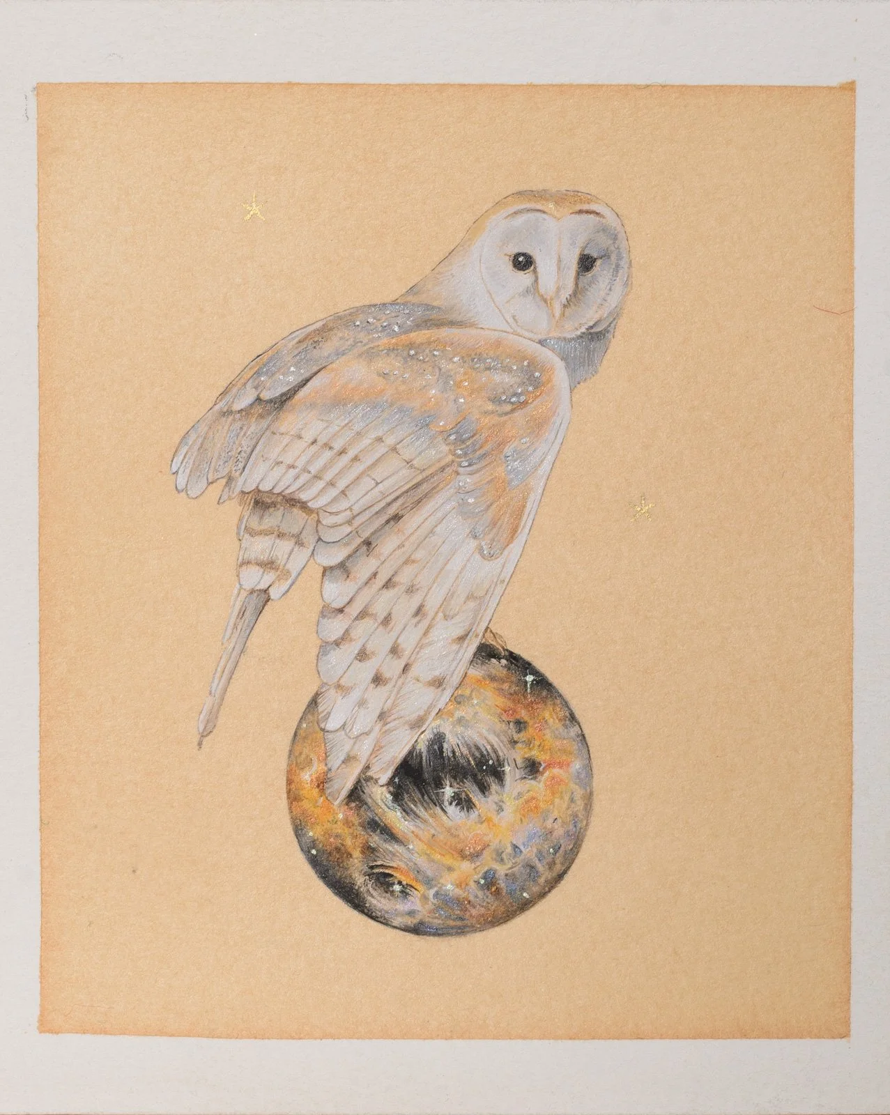 Barn owl.JPG