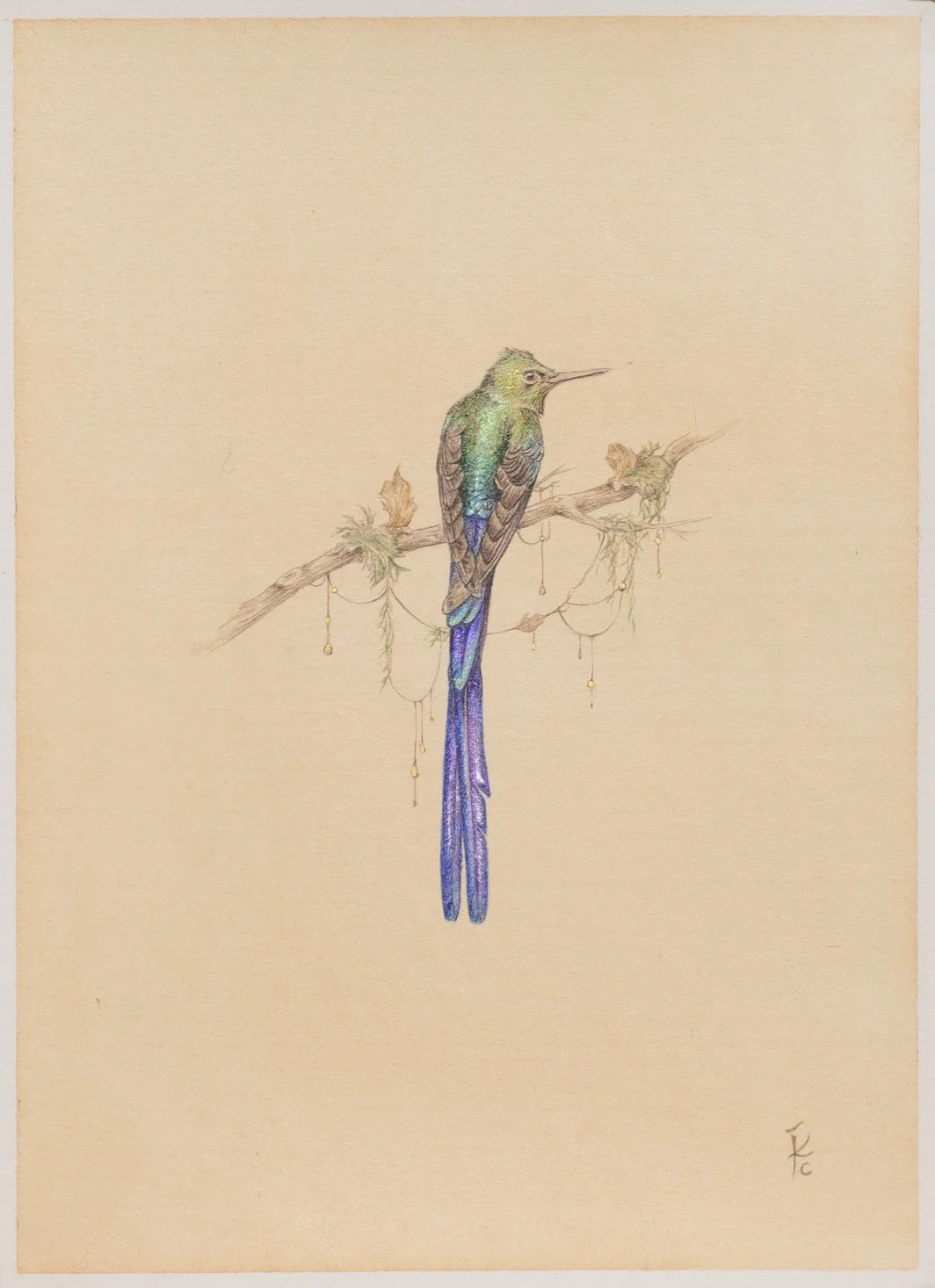 Violet tailed Sylph.jpg