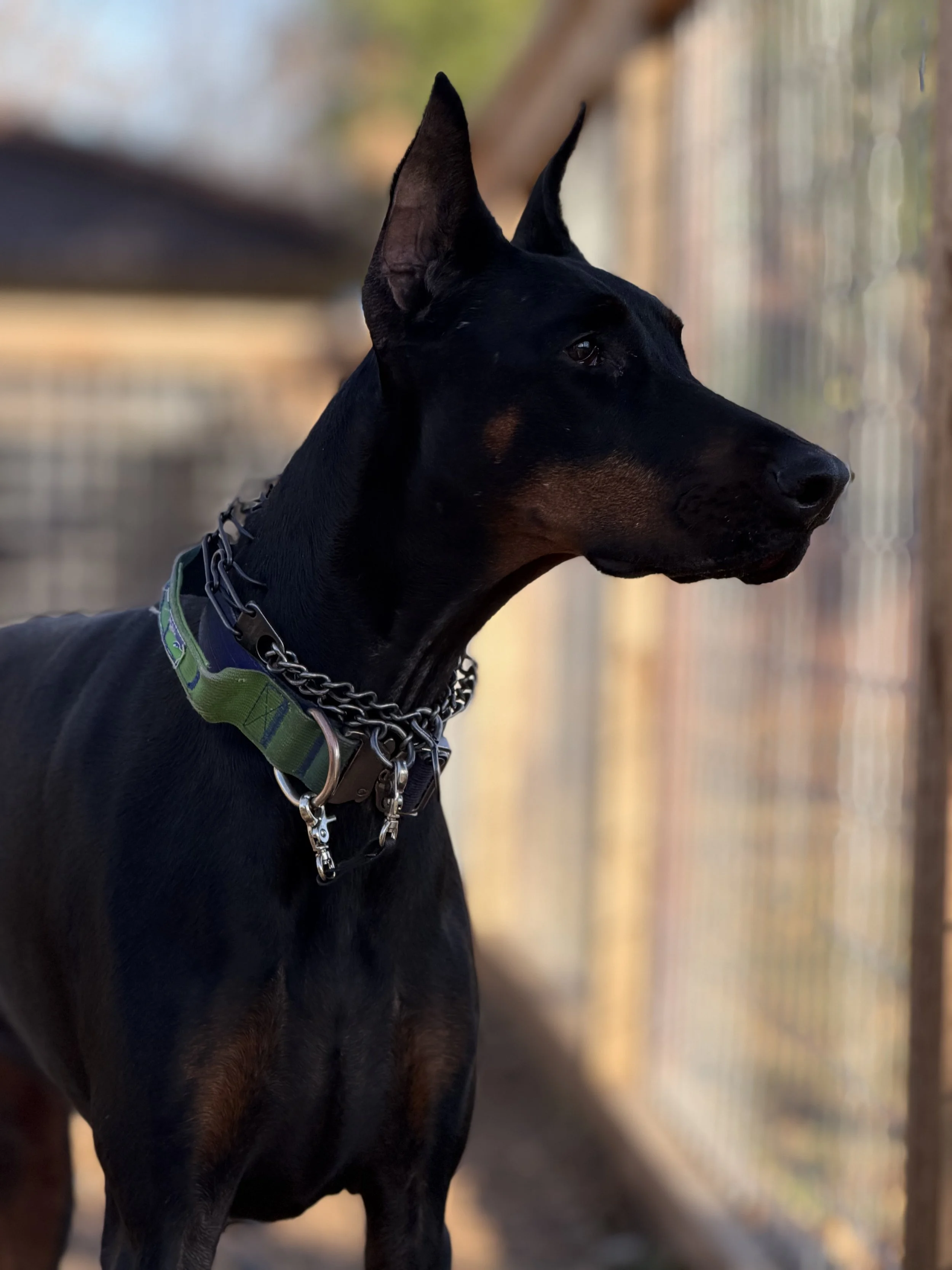 Doberman training austin texas