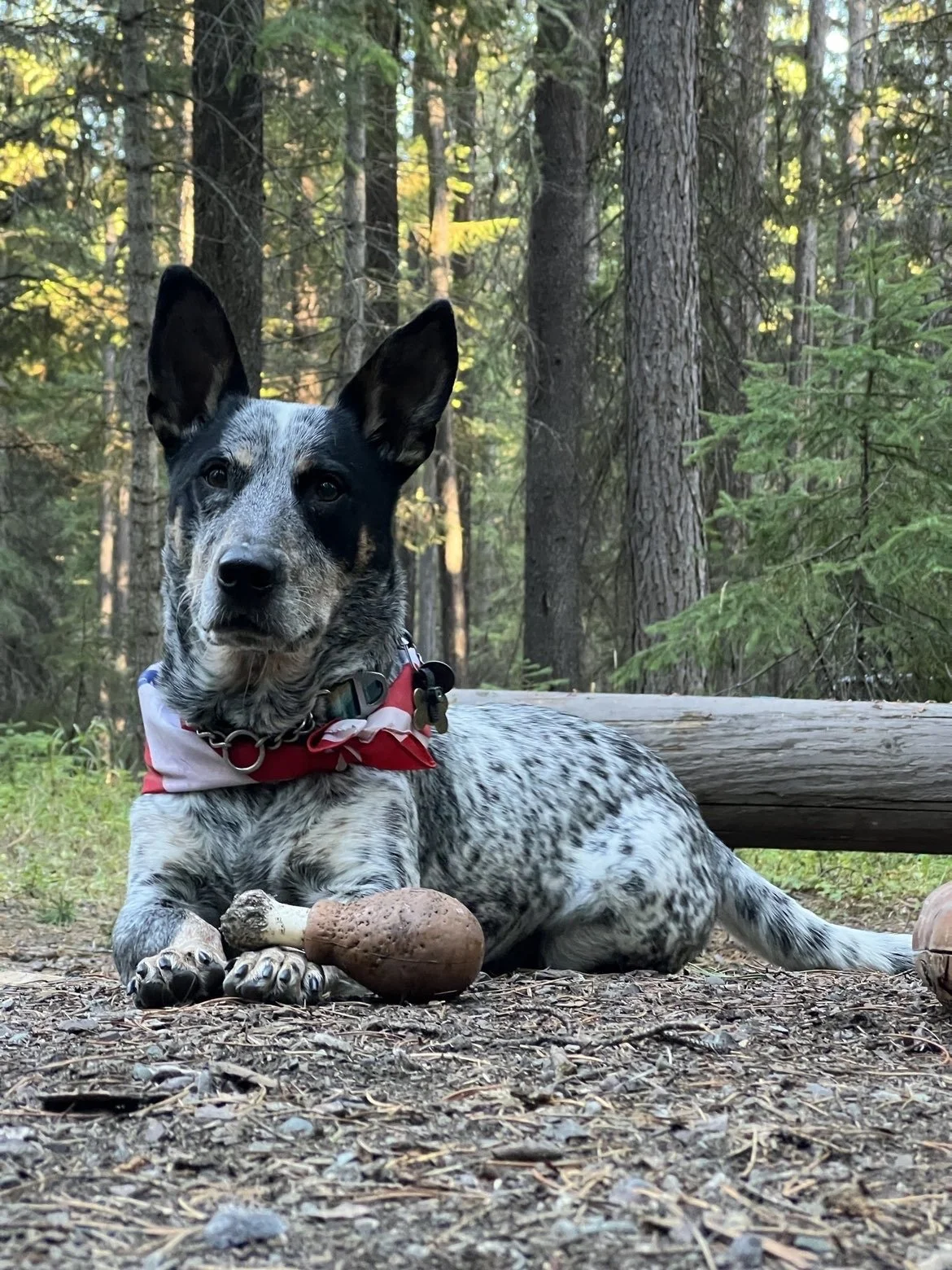 dog training for reactive dogs