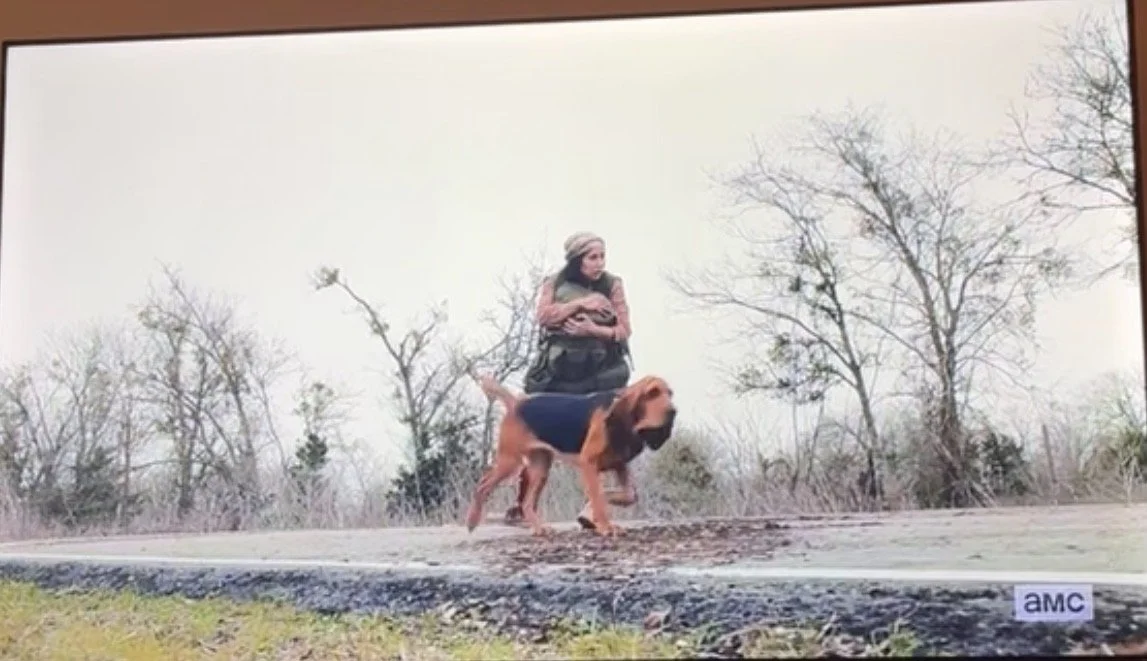 8 Episodes of Rufus from Fear the Walking Dead Season 6 The Beginning