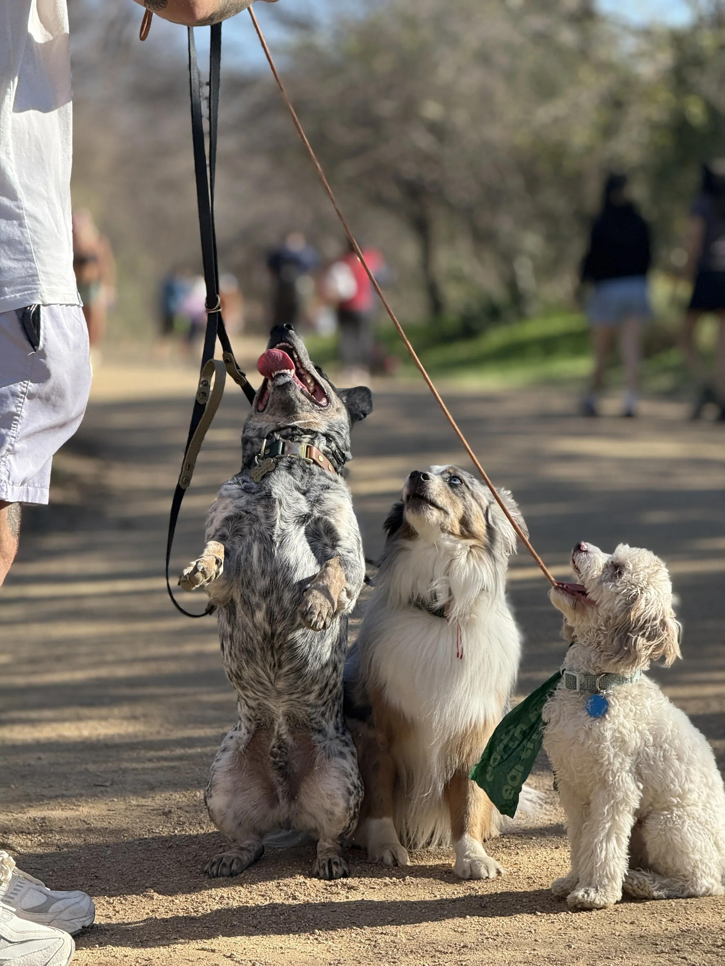 Australian Shepherd and Miniature Golden Doodle on a walk with dog trainer in Austin, TX