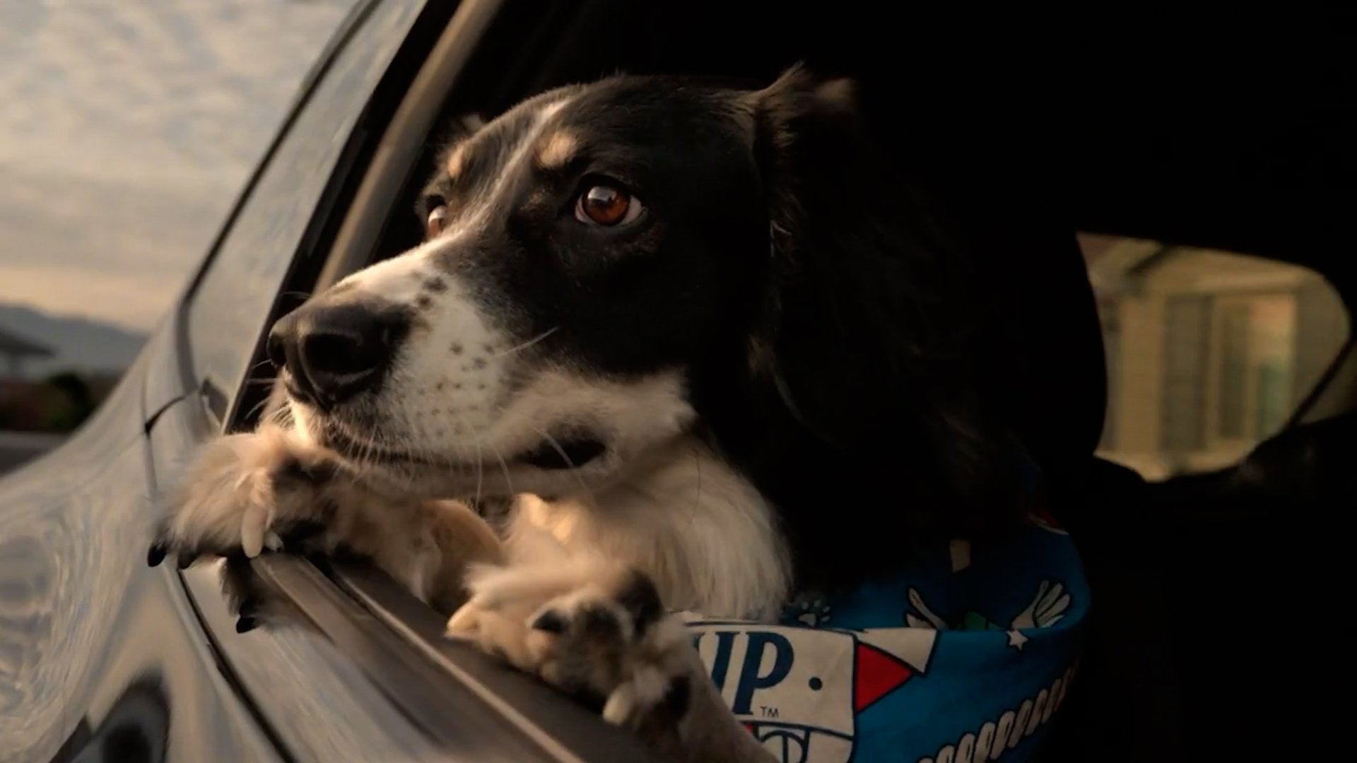 A black and white dog resting its head and paws on the window ledge of a car, looking out.