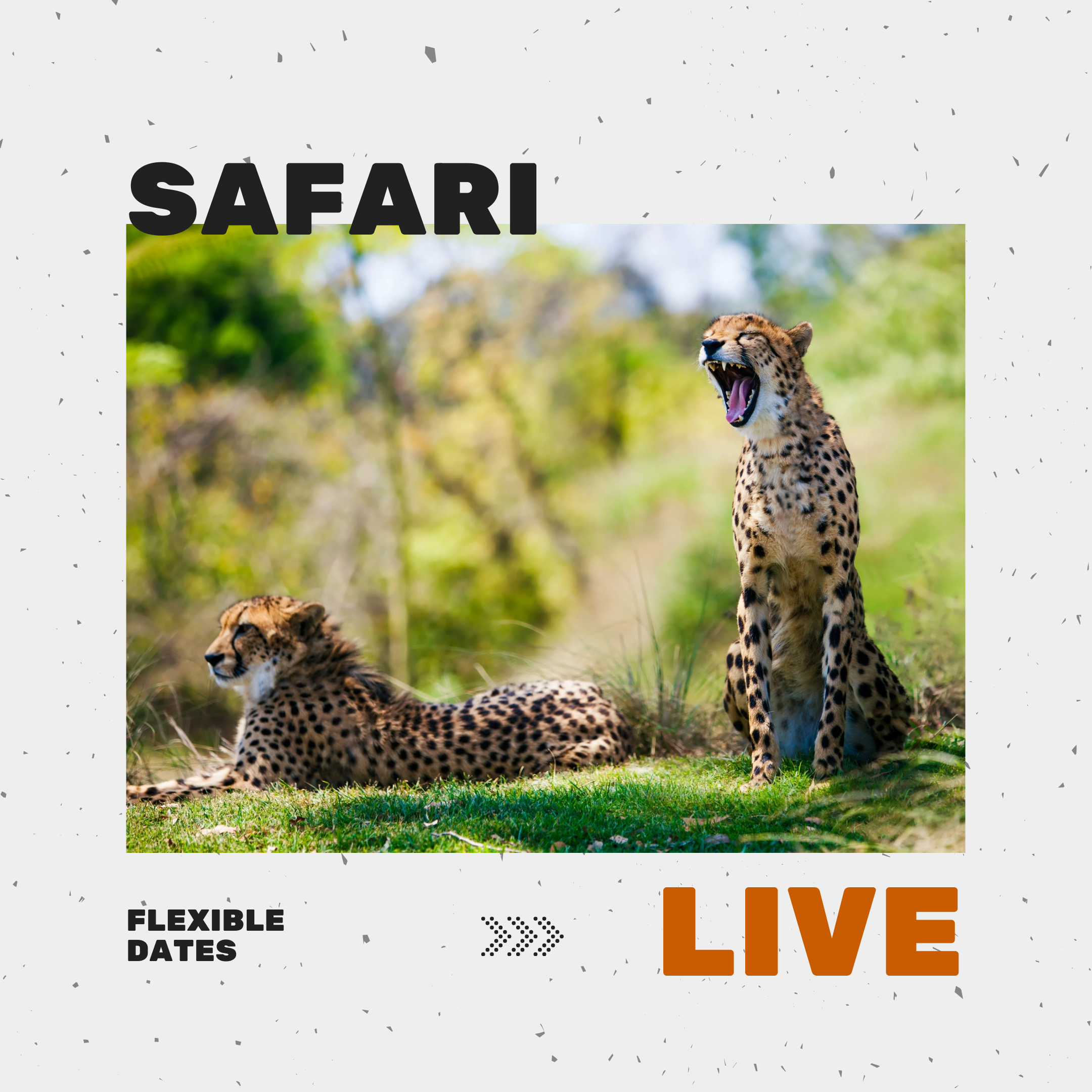1. Safaris